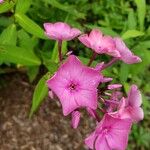 Phlox maculata Blüte