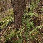 Dryopteris carthusiana Leaf