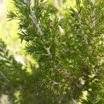 Erica arborea Blad