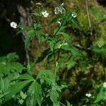 Ranunculus aconitifolius Vekstform