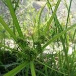 Cyperus difformis برگ