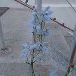 Delphinium carolinianum Çiçek