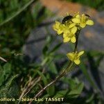 Biscutella intermedia 花