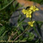 Biscutella intermedia Flower