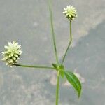 Alternanthera flavescens Flower