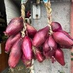 Allium ascalonicum Fruit