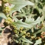 Chenopodium capitatum Leaf