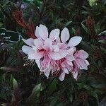 Gaura lindheimeri Blüte
