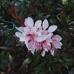 Gaura lindheimeri Flower