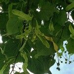 Tilia cordata Fruit