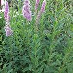 Spiraea salicifolia 形態