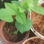 Phaseolus vulgaris Lapas