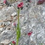 Cynoglossum montanum Natur