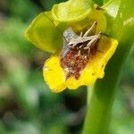 Ophrys lutea Kvet