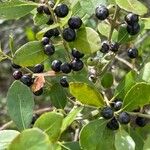 Ilex glabra Frucht