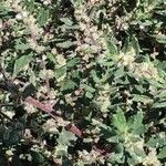 Forsskaolea angustifolia Kvet