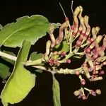 Psittacanthus acinarius