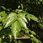 Pongamia pinnata Blatt