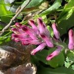 Fumaria muralis 花