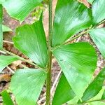 Caryota urens Folha