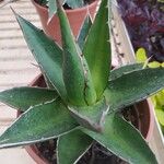 Agave lophantha Листок