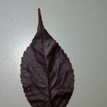 Strobilanthes hamiltoniana List