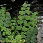 Asplenium hispanicum Habitat