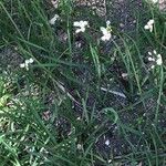 Nothoscordum borbonicum Flower