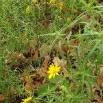 Senecio inaequidensFiore