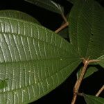 Henriettea odorata Leaf