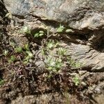 Sabulina tenuifolia Çiçek