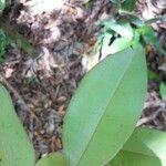 Cotylelobium melanoxylon Hoja