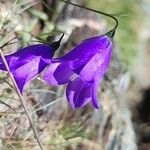 Campanula scheuchzeriЦвят