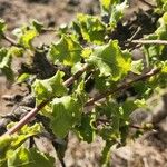 Commiphora africana Leaf