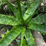 Aloe amudatensis 葉