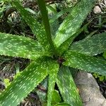 Aloe amudatensis Levél