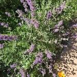 Salvia leucophylla Flower