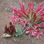 Ammocharis tinneana Λουλούδι
