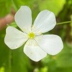 Ranunculus platanifolius Fleur