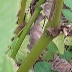 Aralia cordata बार्क (छाल)