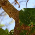 Ficus sycomorus Kôra