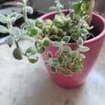 Crassula expansa ഇല