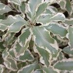 Pittosporum tenuifolium 葉