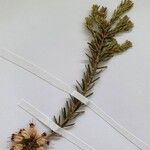 Erica erigena Folha