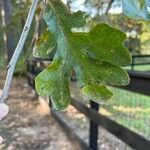 Quercus stellata Leaf