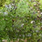 Hymenophyllum inaequale Leaf