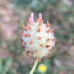Trifolium fragiferum Meyve