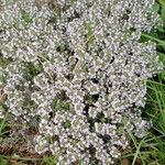 Thymus vulgaris Habitus