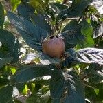 Crataegus germanica Fruit