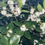 Osmanthus heterophyllus 花